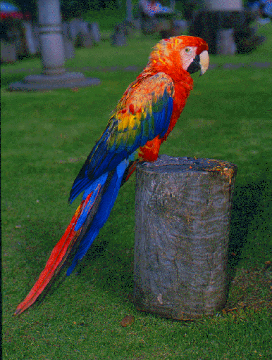 طائر الببغاء Parrot