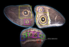Automatic Detection of Eyespots in Butterfly Wings