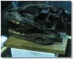 physical skull of Deinonychus